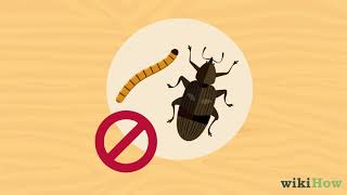 How to Get Rid of Weevils Flour Bugs [upl. by Yhtimit189]