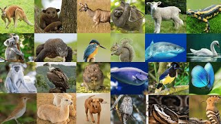 Animal Alphabet Adventure A to Z with 10 Animals Each [upl. by Kannav]