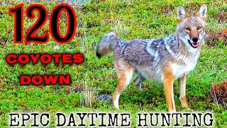 120 Coyotes Down Best Daytime Coyote Hunting Video NEW 2022 [upl. by Krause629]