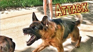 German Shepherd VS BOXER DOG [upl. by Elumas]