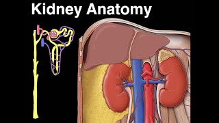 Kidney anatomy [upl. by Ahsyekat]