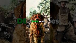 Why are US Marines nicknamed quotDevil Dogsquot military usa shorts [upl. by Nahta]