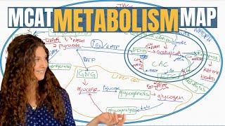 MCAT Biochemistry The 13 Metabolic Pathways Explained [upl. by Reltuc]