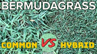 BERMUDAGRASS Common vs Hybrid  TNex Results [upl. by Drawe]