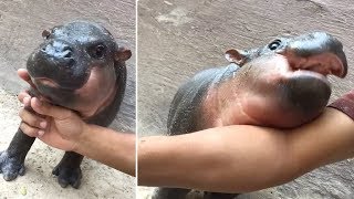 Adorable Baby Hippo Nuzzles On Zookeepers Arm [upl. by Sina]