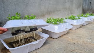 How to grow coriander in Styrofoam Box with water  Growing coriander from seed [upl. by Tony576]