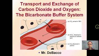 Transport and Exchange of Carbon Dioxide and Oxygen The Bicarbonate Buffer System [upl. by Etnuad]