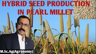 HYBRID SEED PRODUCTION IN PEARL MILLET [upl. by Yekcin]