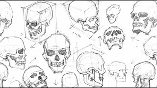 Drawing A Skull From Different Angles Timelapse [upl. by Euqinitram]