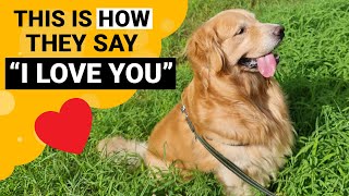 9 Signs that your Golden Retriever Loves You the Most [upl. by Elleynod261]