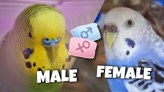 Ways to Determine Your Budgies Sex [upl. by Gisser527]