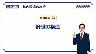 【生物基礎】 体内環境の維持24 肝臓の構造 （１４分） [upl. by Hcardahs]