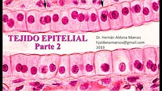 Histología del tejido epitelial Parte 2 de cuatro Aldana Marcos Hernán Javier [upl. by Leachim]