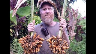 Turmeric Harvest [upl. by Kassi]