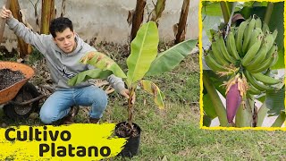 COMO SEMBRAR UNA PLANTA DE PLATANOS  HUERTO CITADINO [upl. by Canute467]