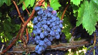 Developing seedless grapes [upl. by Elisha]