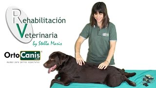 Rehabilitación veterinaria El masaje en perros [upl. by Varini]