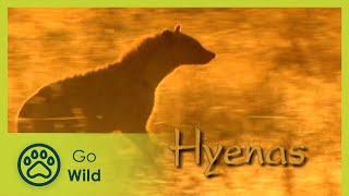 Hyenas  The Whole Story 713  Go Wild [upl. by Denny]