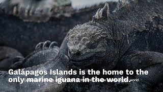 Galápagos Islands A Living Laboratory of Evolution and Biodiversity [upl. by Saltsman578]