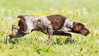 German ShortHaired Pointer  Hunting Dog [upl. by Resa285]