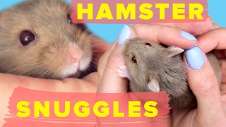 How To Teach Your Hamster To Snuggle [upl. by Yong]