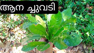 ആനച്ചുവടി \ Anachuvadi Plant Malayalam \ Elephantopus Scaber Plant [upl. by Acinehs]