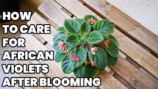 How to care for African Violets after blooming🌸 🌿 [upl. by Aivital789]