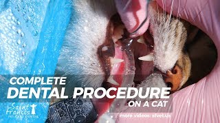 Full Dental Procedure On a Cat [upl. by Annaul]