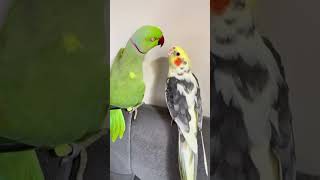 Cockatiel and Indian parrot talking 🦜bird’s birds birdslover lovebirds parrot shortsfeed [upl. by Acinod]