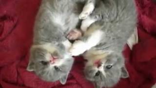 Kittens cuddling holding paws cute cat video [upl. by Harwin]