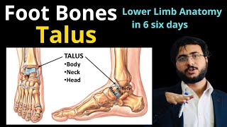 Talus  Foot Bones  HNML Lower Limb Anatomy Explained [upl. by Nivrek267]