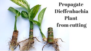 How to grow Dieffenbachia  Dumb cane Plant from cutting  Propagate Dieffenbachia Plant [upl. by Niple361]