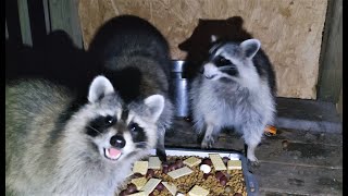 The Raccoon Lounge  Ep11 with Paulie Possum and Friends Raccoons FeedingRaccoons [upl. by Parthena]