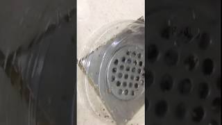 How to Get Rid Of the Pesty Drain Flies in your Shower and Kitchen in 5 Simple Steps [upl. by Giaimo623]