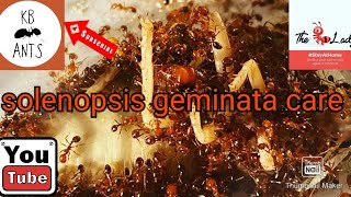 Solenopsis geminatainvicta care [upl. by Lantha746]