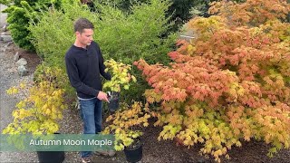 Autumn Moon Maple from Conifer Kingdom [upl. by Maril66]