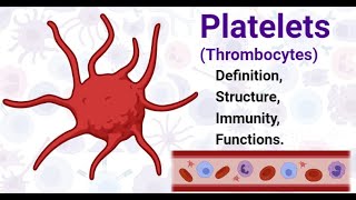 Platelets and Von Willebrand Factor animation [upl. by Nadaha]