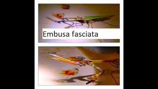 Empusa fasciata by Theo [upl. by Lash]