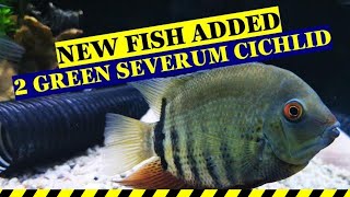 GREEN SEVERUM  NEW FISH ADDED [upl. by Kat]