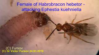 Under Microscope Hymenoptera Bruchophagus Habrobracon Leucospis Eucharis Blastophaga [upl. by Juliann]