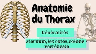 Anatomie du Thorax  partie 1 [upl. by Ariahs]