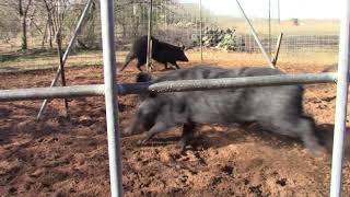 Trapping wild hogs A trap full of mad sows Almost jumped out [upl. by Eerihs]