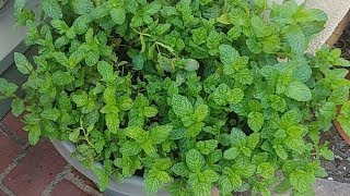 How amp Why To Prune Mint [upl. by Volotta]