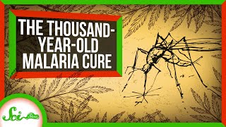 How an Ancient Remedy Became a Modern Cure for Malaria [upl. by Ociral]