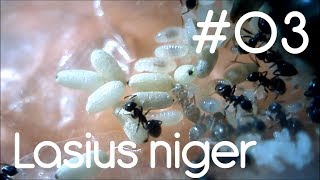 Lasius niger  03  Its all about Honey [upl. by Innek]