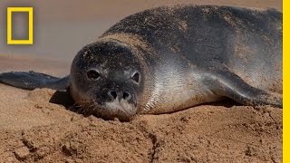 Crittercams Investigate Seal Mystery  National Geographic [upl. by Brine544]