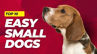 Top 10 EASY Small Dog Breeds That Youll Love  LowMaintenance Dogs 101 [upl. by Ahsitram324]