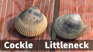 Littleneck Clams Clamming with ODFW [upl. by Bland]