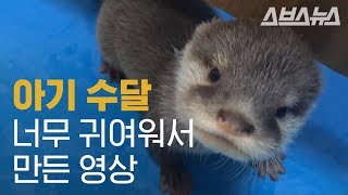 사육사 언니 품에 새끼 쏙 넣고 도도도 도망가는 수달  Mother Otter Makes Breeder Babysit Her Children [upl. by Eenot]