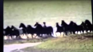 Netherlands 2006 Horse Rescue  Using Draw and Herd Instincts To Save Horses [upl. by Eerahc407]